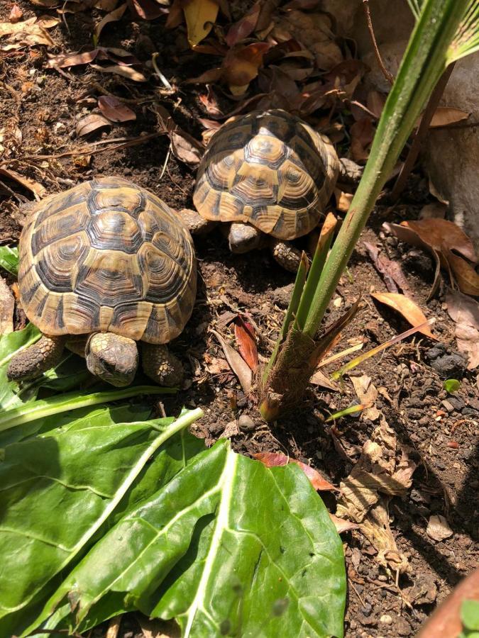 Tortoise Διαμέρισμα Crikvenica Εξωτερικό φωτογραφία